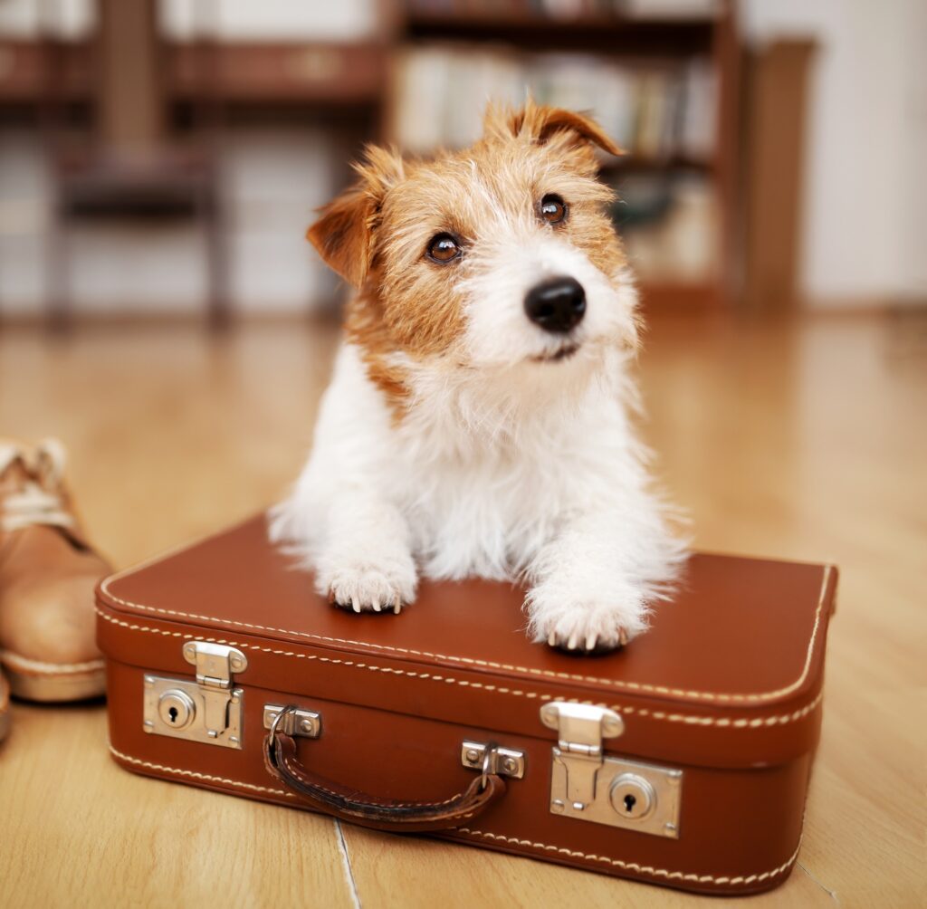 Cute dog listening on a retro suitcase, pet travel